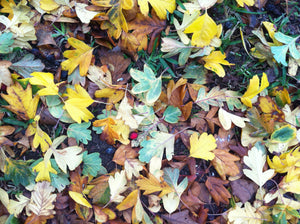 Greeting Card - Autumn Leaves