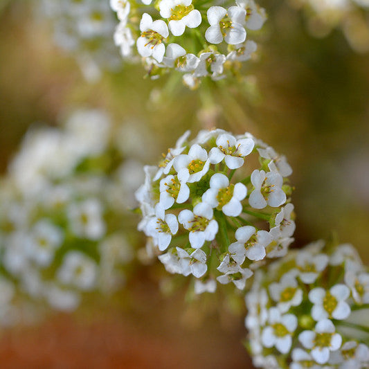 A photo of Sweet Alyssum flowers in our garden. This is the photo from which this earring design was derived.